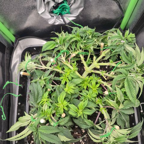 Agatha growlog timeline photo