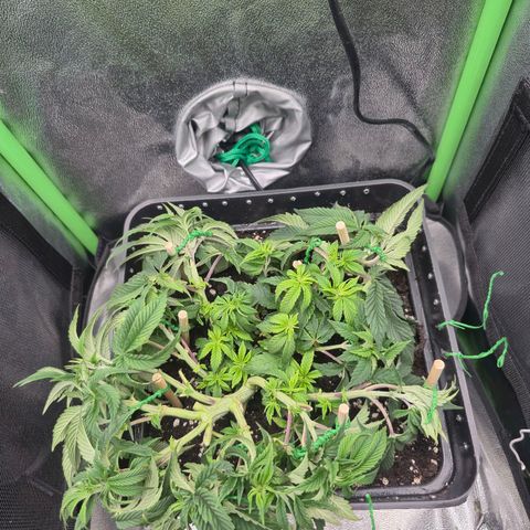 Agatha growlog timeline photo