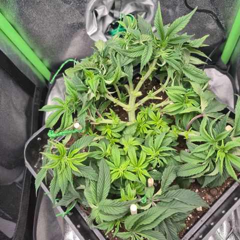 Agatha growlog timeline photo