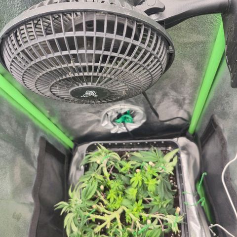 Agatha growlog timeline photo