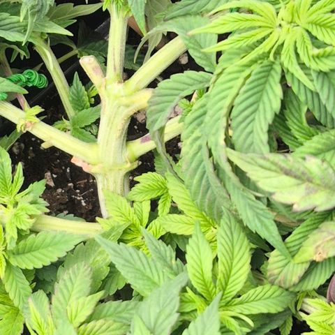 Agatha growlog timeline photo
