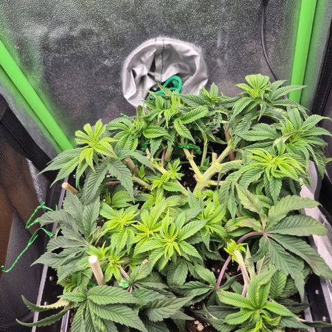 Agatha growlog timeline photo