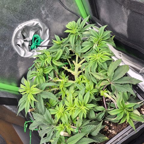 Agatha growlog timeline photo