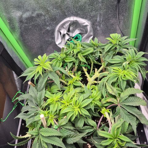 Agatha growlog timeline photo