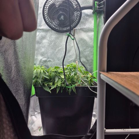 Agatha growlog timeline photo