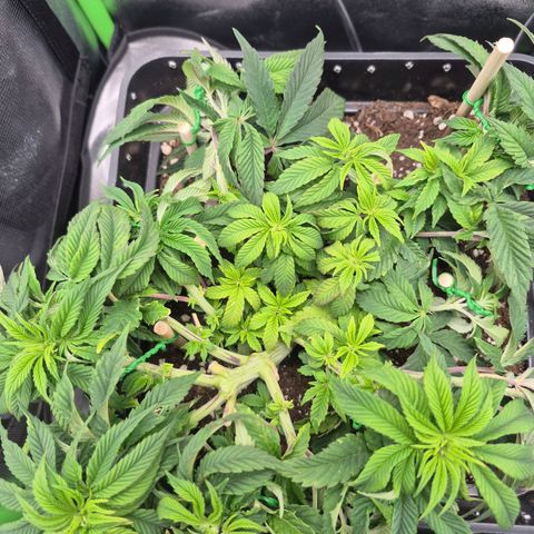 Agatha growlog timeline photo