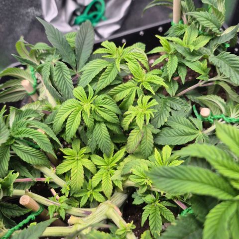 Agatha growlog timeline photo