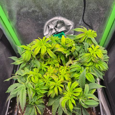 Agatha growlog photo: Subi panel ,al parecer indicio de estrés lumínica 