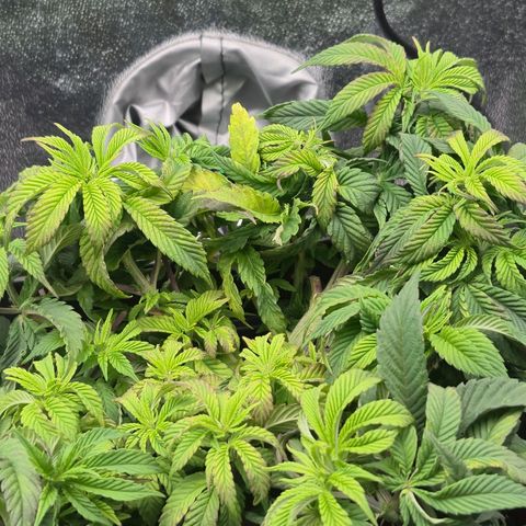 Agatha growlog photo: Subi panel ,al parecer indicio de estrés lumínica 
