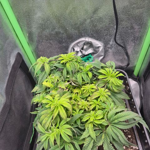 Agatha growlog photo: Subi panel ,al parecer indicio de estrés lumínica 