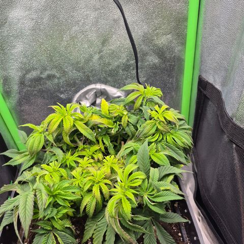 Agatha growlog photo: Subi panel ,al parecer indicio de estrés lumínica 