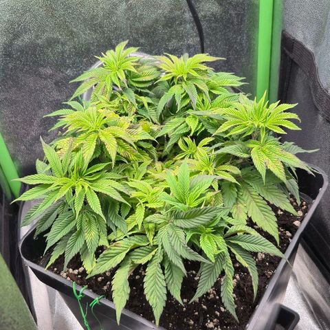 Agatha growlog photo: Notable mejora ,panel ajustado a 75 cm de la planta ya que dio indicaciones de estres luminico y quemaduras notorias 