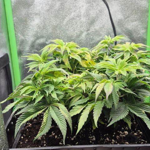 Agatha growlog photo: Notable mejora ,panel ajustado a 75 cm de la planta ya que dio indicaciones de estres luminico y quemaduras notorias 