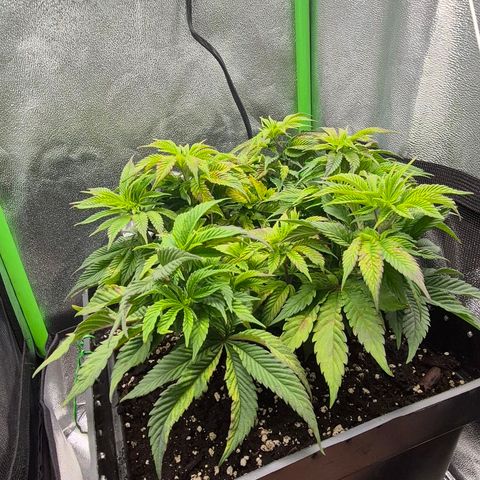 Agatha growlog photo: Notable mejora ,panel ajustado a 75 cm de la planta ya que dio indicaciones de estres luminico y quemaduras notorias 