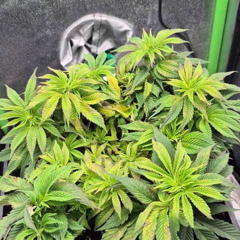 Agatha growlog photo: Notable mejora ,panel ajustado a 75 cm de la planta ya que dio indicaciones de estres luminico y quemaduras notorias 