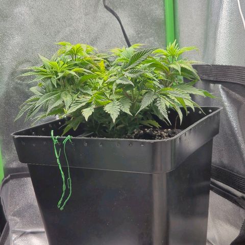Agatha growlog photo: Notable mejora ,panel ajustado a 75 cm de la planta ya que dio indicaciones de estres luminico y quemaduras notorias 
