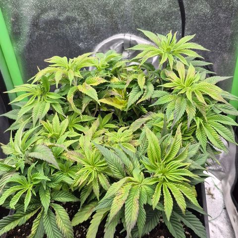 Agatha growlog timeline photo