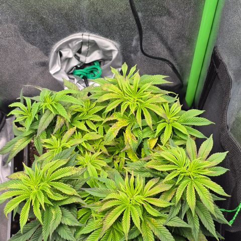 Agatha growlog timeline photo