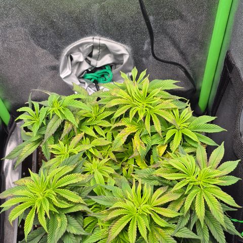 Agatha growlog timeline photo