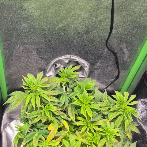 Agatha growlog timeline photo