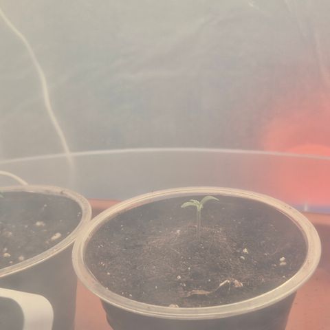 Agatha growlog timeline photo