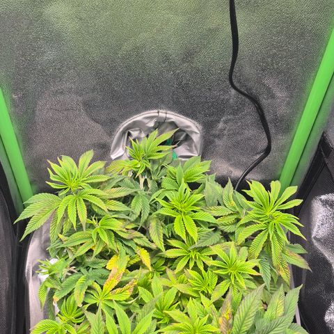 Agatha growlog timeline photo