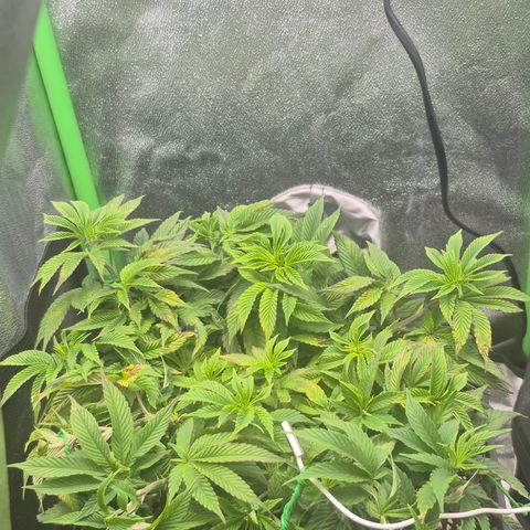 Agatha growlog photo: Recuperación al 80 de momento pero cada vez mas vigor 