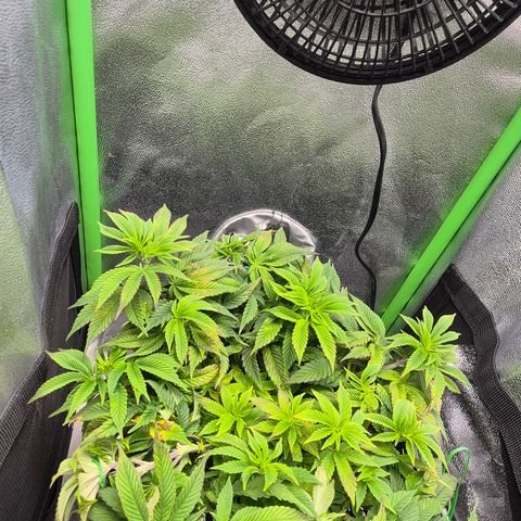 Agatha growlog photo: Recuperación al 80 de momento pero cada vez mas vigor 