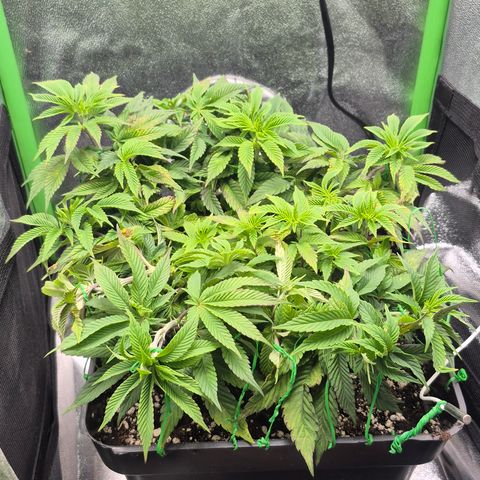 Agatha growlog photo: Recuperación al 80 de momento pero cada vez mas vigor 