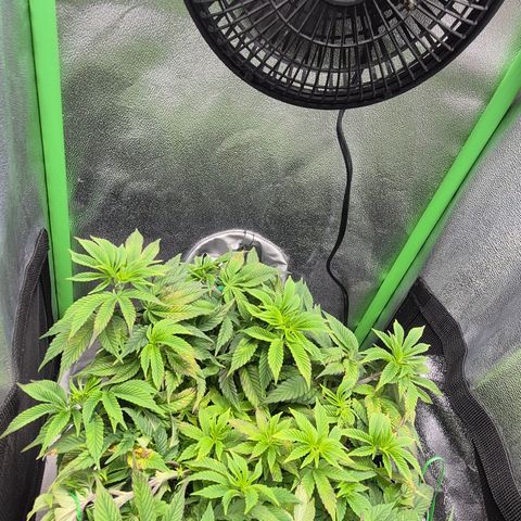 Agatha growlog photo: Recuperación al 80 de momento pero cada vez mas vigor 