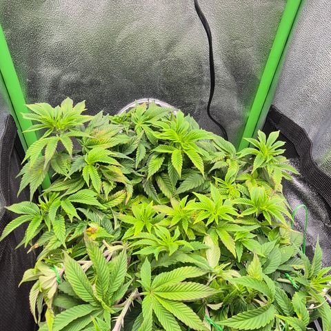 Agatha growlog photo: Recuperación al 80 de momento pero cada vez mas vigor 