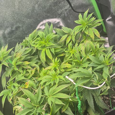 Agatha growlog photo: Recuperación al 80 de momento pero cada vez mas vigor 
