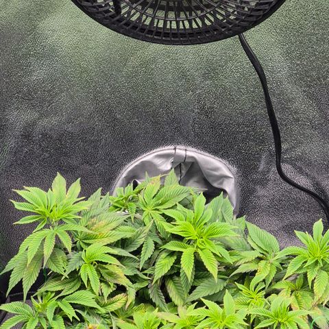 Agatha growlog photo: Recuperación al 80 de momento pero cada vez mas vigor 