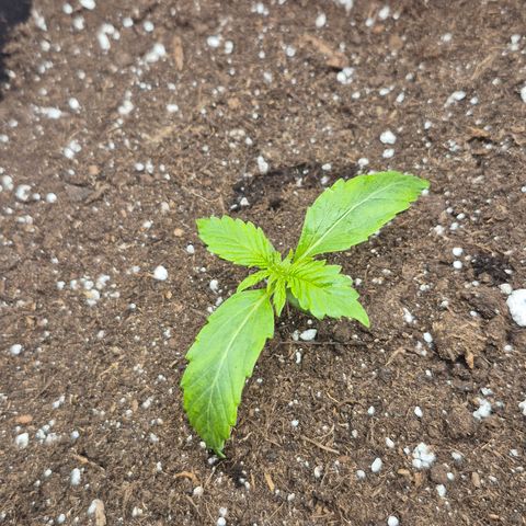 Agatha growlog timeline photo