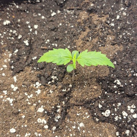 Agatha growlog timeline photo