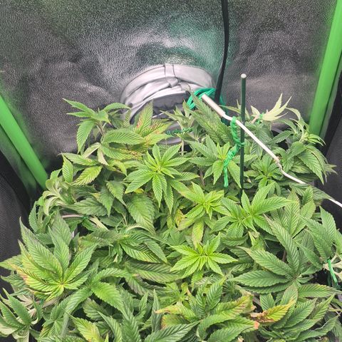 Agatha growlog timeline photo