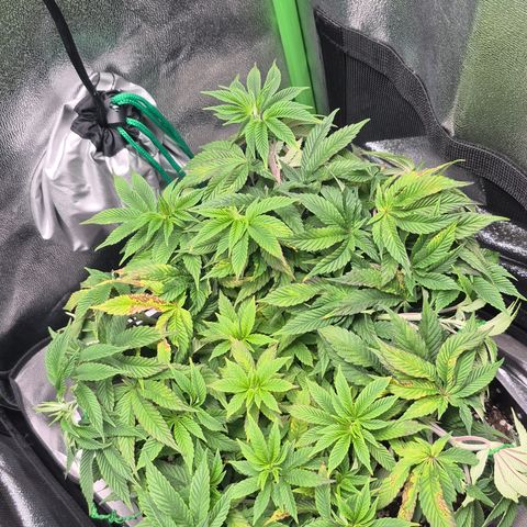 Agatha growlog timeline photo