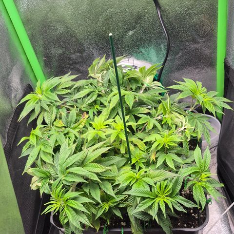 Agatha growlog timeline photo