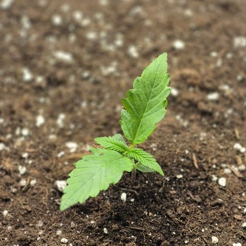 Agatha growlog timeline photo