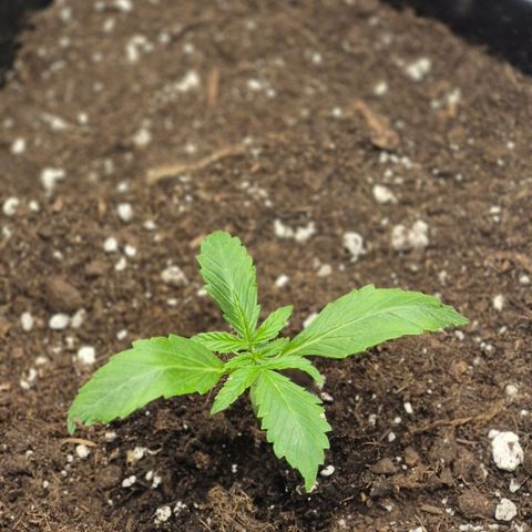 Agatha growlog timeline photo