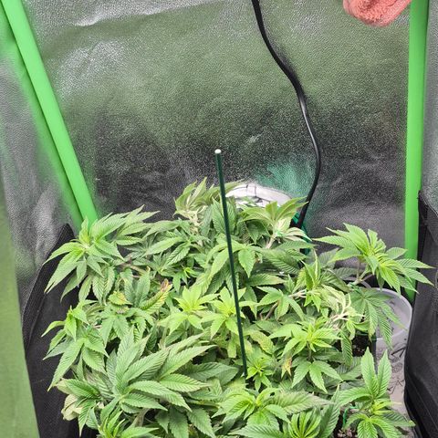 Agatha growlog timeline photo