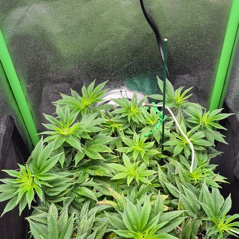 Agatha growlog timeline photo
