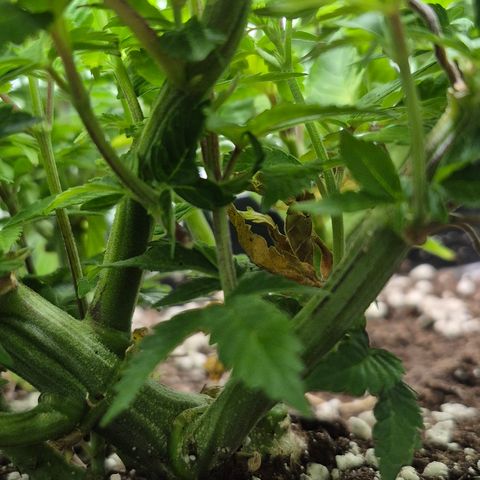 Agatha growlog timeline photo