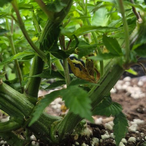 Agatha growlog timeline photo