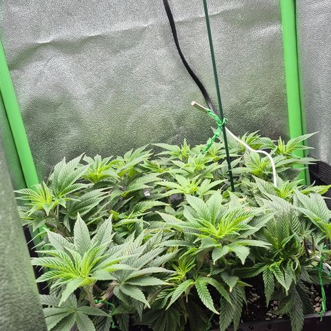 Agatha growlog timeline photo