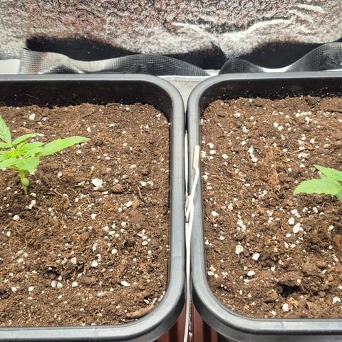 Agatha growlog timeline photo