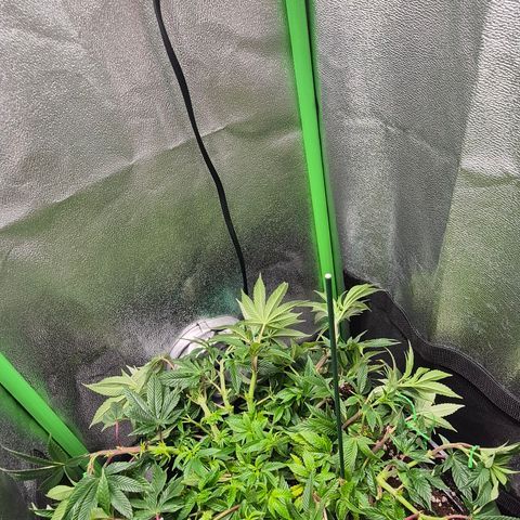 Agatha growlog timeline photo