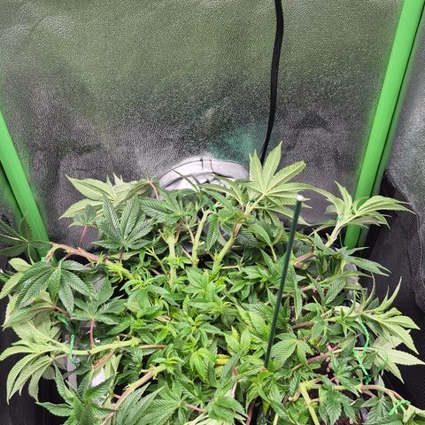 Agatha growlog timeline photo