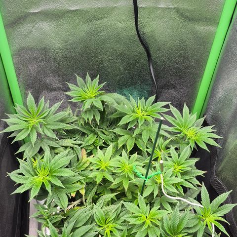 Agatha growlog timeline photo