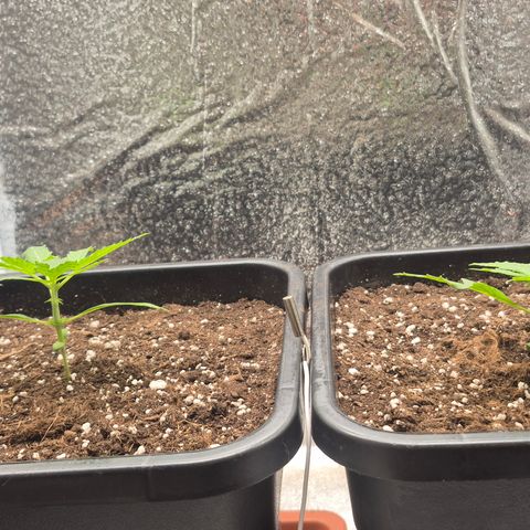 Agatha growlog timeline photo